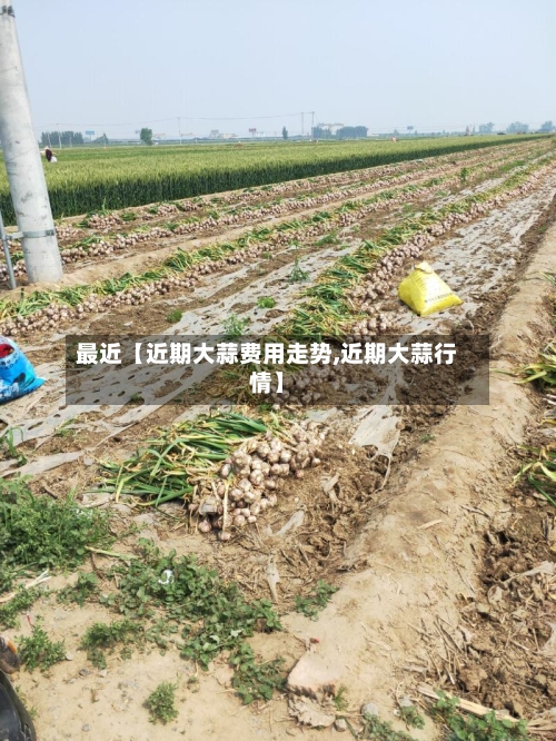 最近【近期大蒜费用走势,近期大蒜行情】-第3张图片