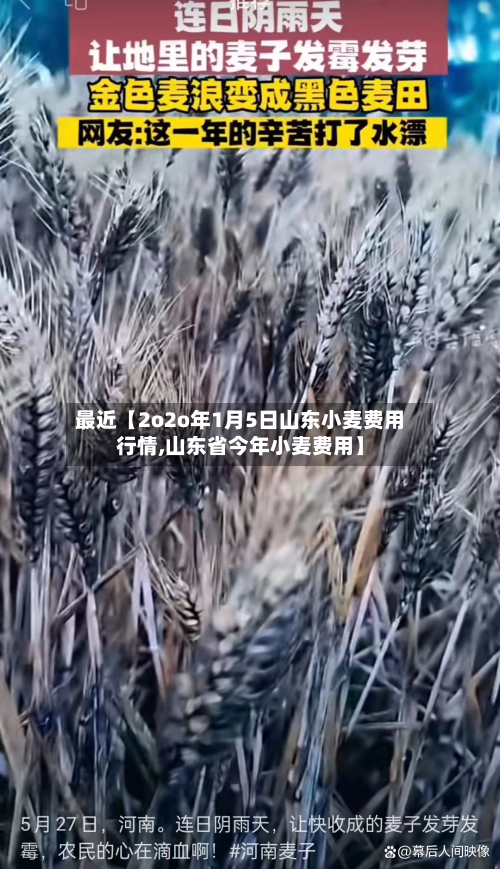 最近【2o2o年1月5日山东小麦费用行情,山东省今年小麦费用】