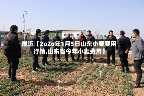 最近【2o2o年1月5日山东小麦费用行情,山东省今年小麦费用】-第2张图片