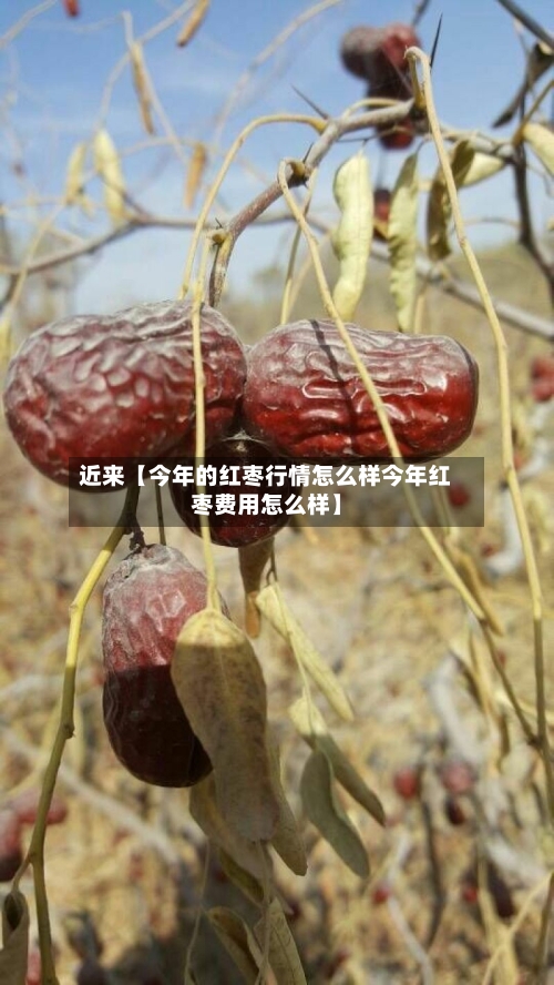 近来【今年的红枣行情怎么样今年红枣费用怎么样】-第2张图片