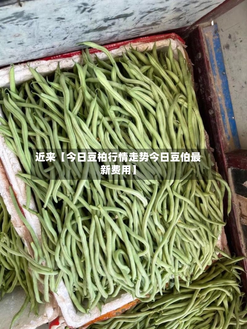 近来【今日豆柏行情走势今日豆伯最新费用】