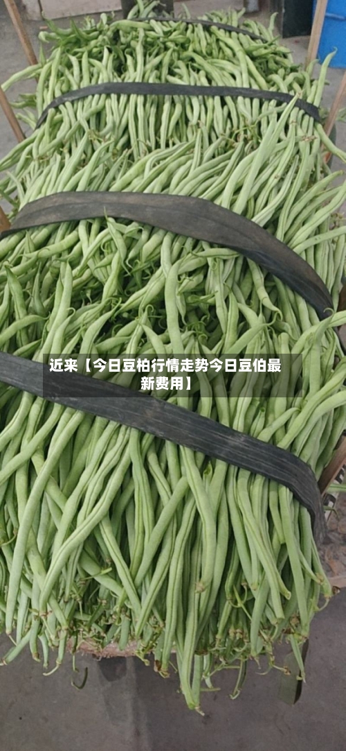 近来【今日豆柏行情走势今日豆伯最新费用】-第2张图片