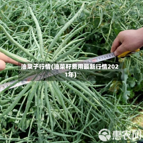 油菜子行情(油菜籽费用最新行情2021年)-第2张图片