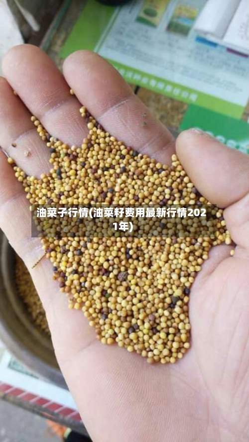 油菜子行情(油菜籽费用最新行情2021年)