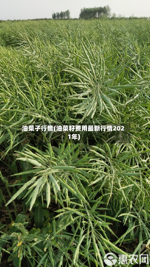 油菜子行情(油菜籽费用最新行情2021年)-第3张图片