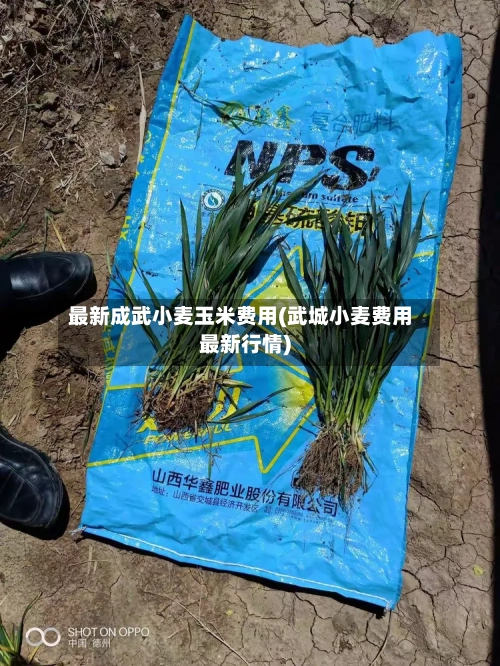 最新成武小麦玉米费用(武城小麦费用最新行情)