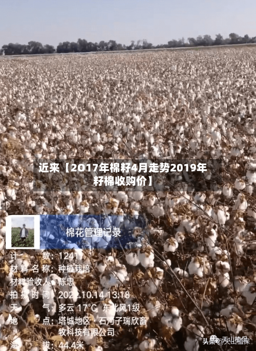 近来【2O17年棉籽4月走势2019年籽棉收购价】