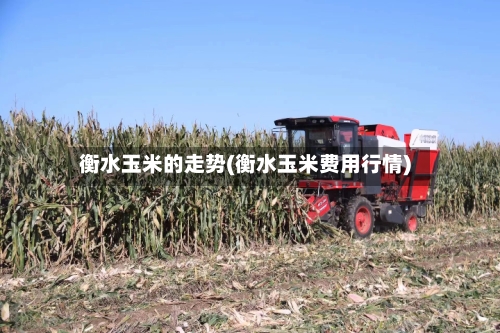 衡水玉米的走势(衡水玉米费用行情)-第2张图片