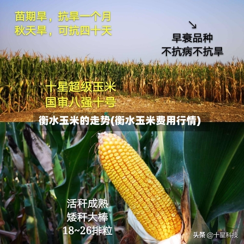 衡水玉米的走势(衡水玉米费用行情)
