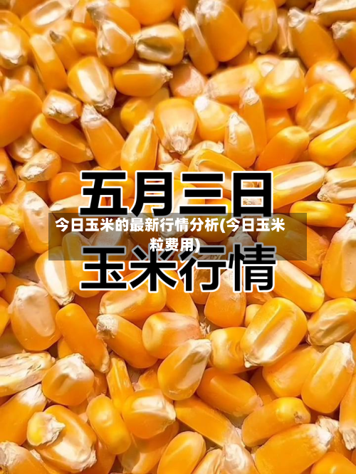 今日玉米的最新行情分析(今日玉米粒费用)