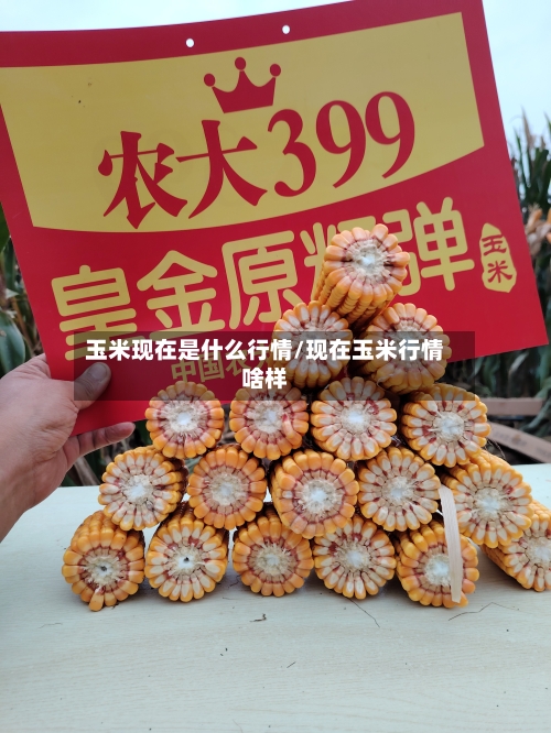 玉米现在是什么行情/现在玉米行情啥样-第2张图片