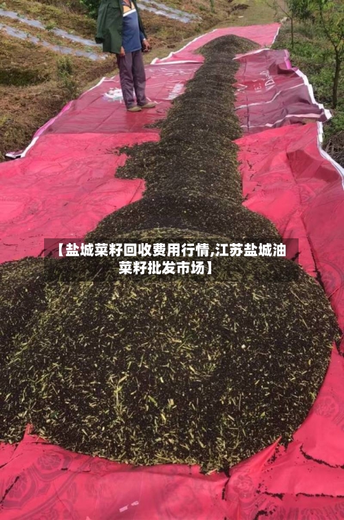 【盐城菜籽回收费用行情,江苏盐城油菜籽批发市场】