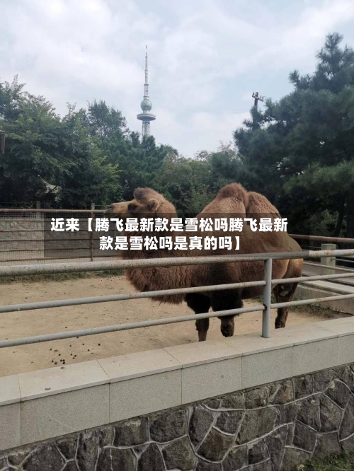 近来【腾飞最新款是雪松吗腾飞最新款是雪松吗是真的吗】