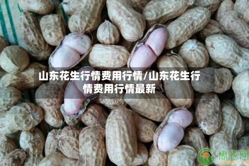 山东花生行情费用行情/山东花生行情费用行情最新-第3张图片