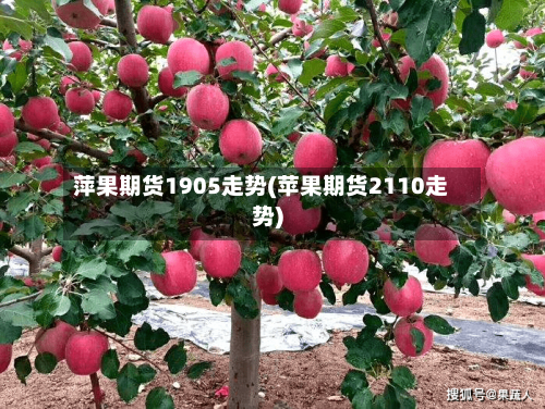 萍果期货1905走势(苹果期货2110走势)