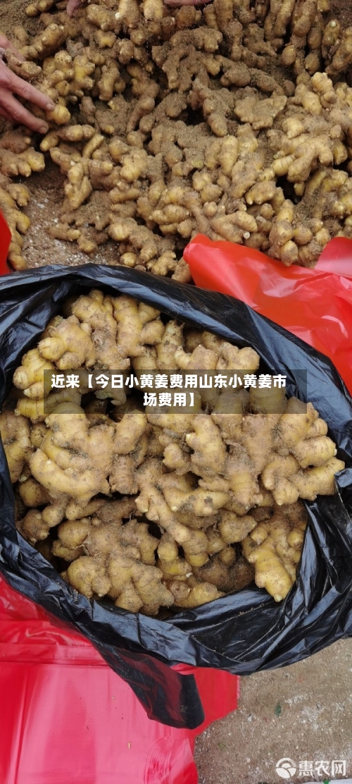 近来【今日小黄姜费用山东小黄姜市场费用】
