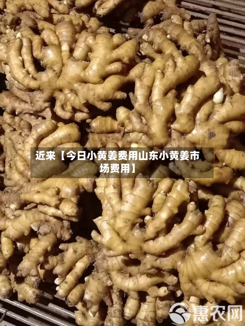 近来【今日小黄姜费用山东小黄姜市场费用】-第2张图片