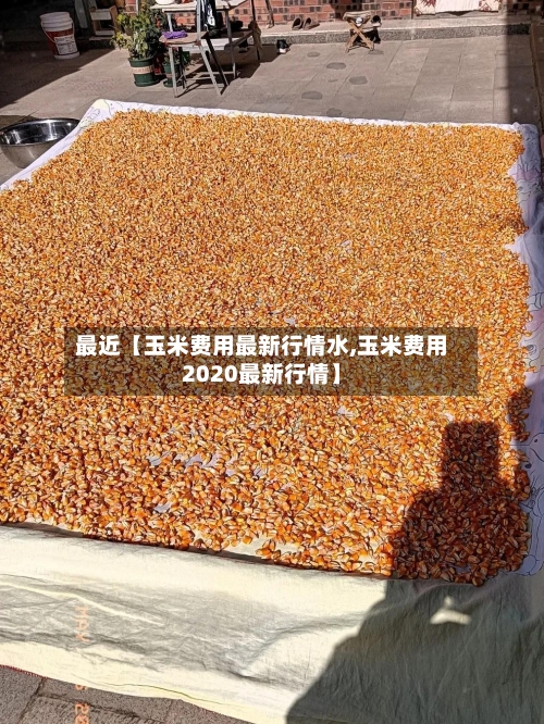 最近【玉米费用最新行情水,玉米费用2020最新行情】