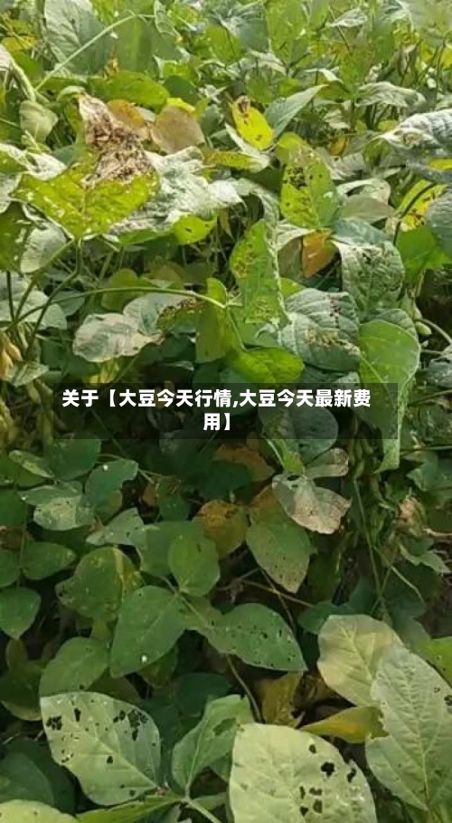 关于【大豆今天行情,大豆今天最新费用】-第2张图片