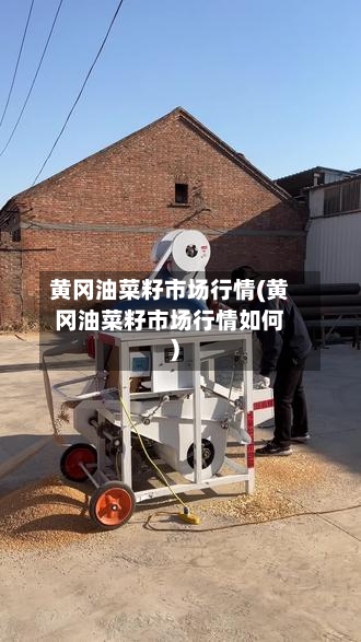 黄冈油菜籽市场行情(黄冈油菜籽市场行情如何)-第3张图片