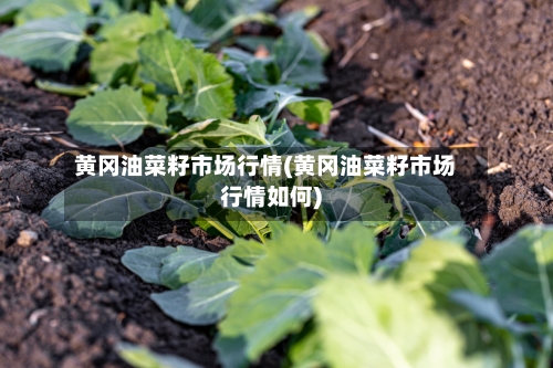 黄冈油菜籽市场行情(黄冈油菜籽市场行情如何)