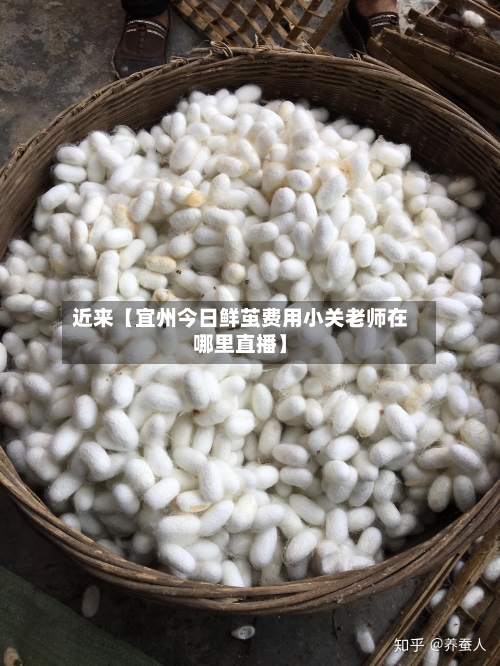 近来【宜州今日鲜茧费用小关老师在哪里直播】-第2张图片