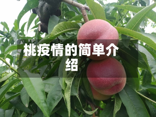 桃疫情的简单介绍-第3张图片