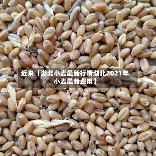 近来【湖北小麦最新行情湖北2021年小麦最新费用】-第2张图片