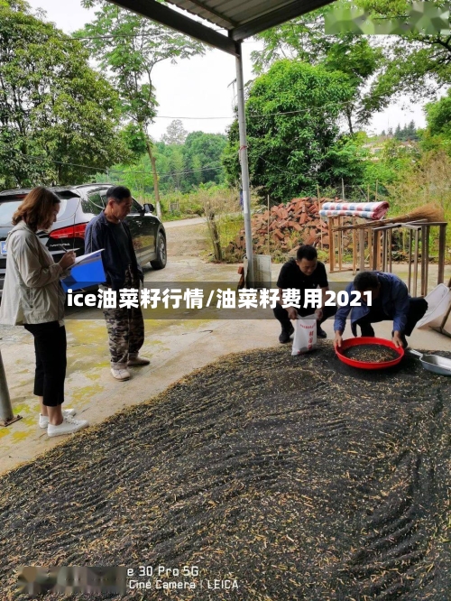 ice油菜籽行情/油菜籽费用2021