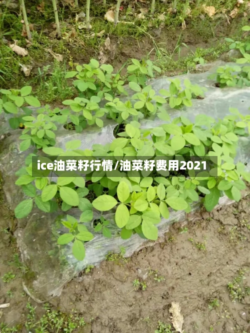 ice油菜籽行情/油菜籽费用2021-第2张图片