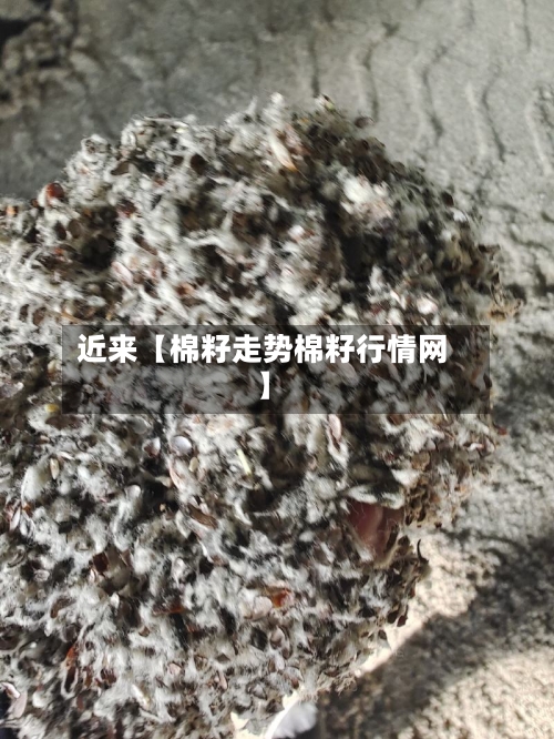 近来【棉籽走势棉籽行情网】-第2张图片