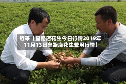 近来【皇路店花生今日行情2019年11月13日皇路店花生费用行情】-第2张图片