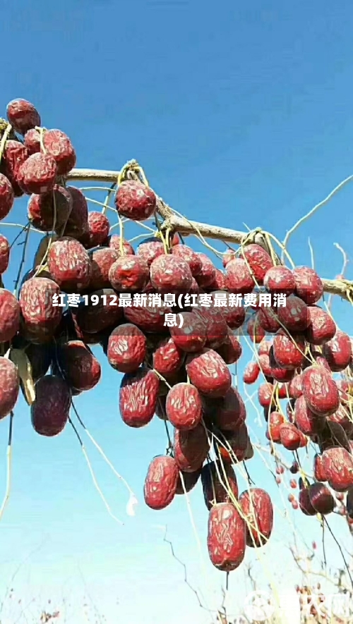 红枣1912最新消息(红枣最新费用消息)-第2张图片