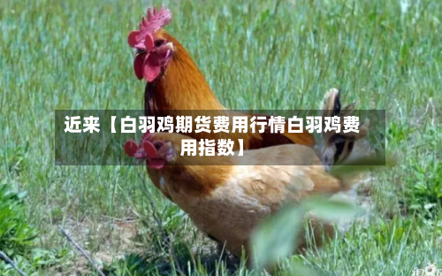 近来【白羽鸡期货费用行情白羽鸡费用指数】