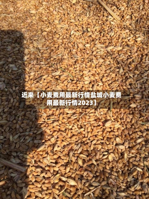 近来【小麦费用最新行情盐城小麦费用最新行情2023】