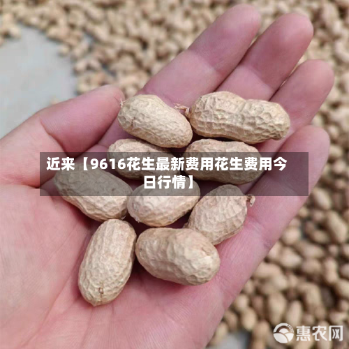 近来【9616花生最新费用花生费用今日行情】-第2张图片