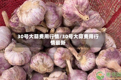 30号大蒜费用行情/30号大蒜费用行情最新