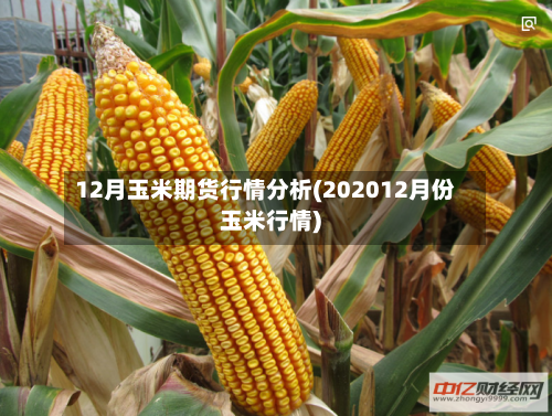 12月玉米期货行情分析(202012月份玉米行情)