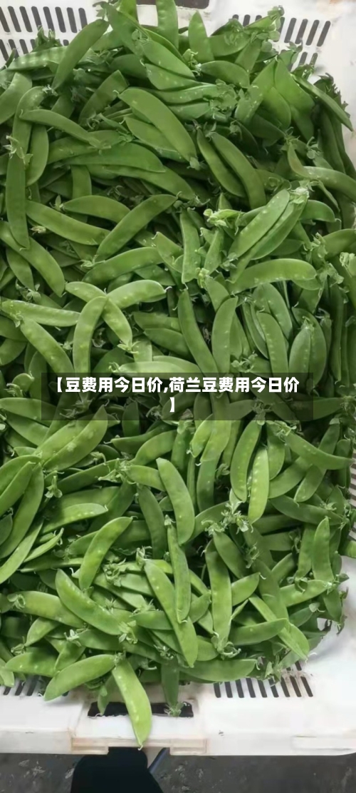 【豆费用今日价,荷兰豆费用今日价】-第3张图片
