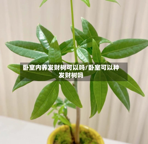 卧室内养发财树可以吗/卧室可以种发财树吗