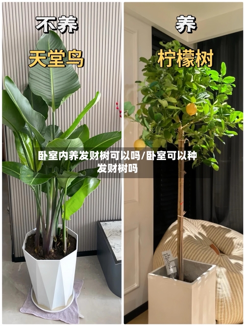 卧室内养发财树可以吗/卧室可以种发财树吗-第2张图片