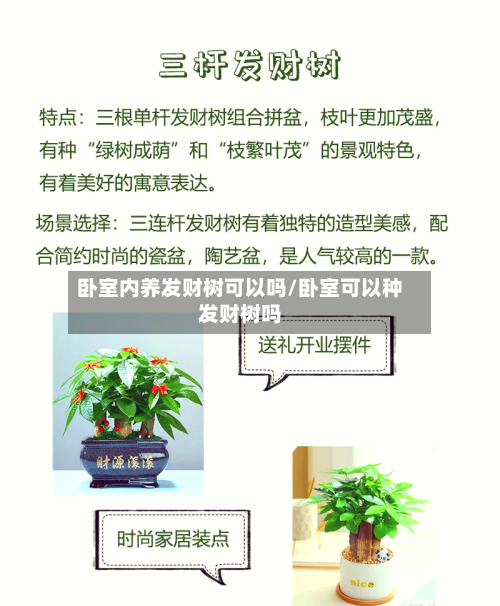 卧室内养发财树可以吗/卧室可以种发财树吗-第3张图片