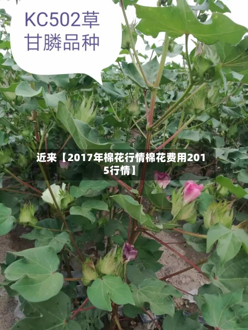 近来【2017年棉花行情棉花费用2015行情】