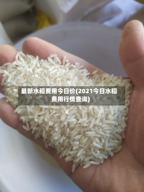 最新水稻费用今日价(2021今日水稻费用行情查询)-第3张图片