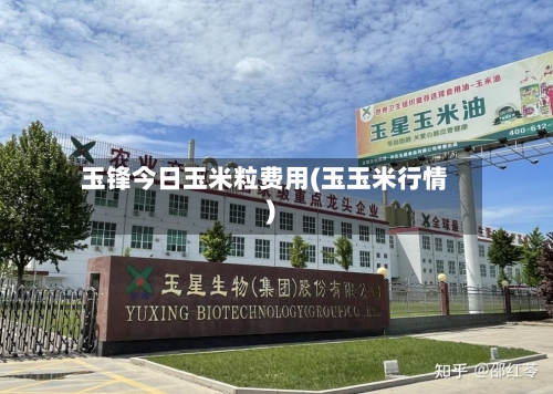 玉锋今日玉米粒费用(玉玉米行情)