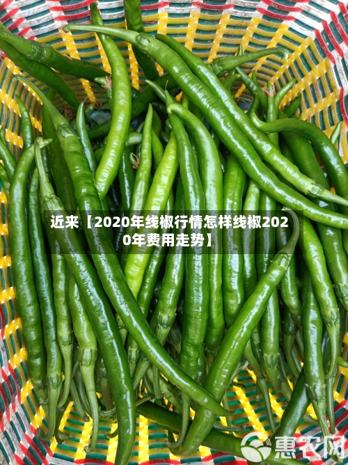 近来【2020年线椒行情怎样线椒2020年费用走势】
