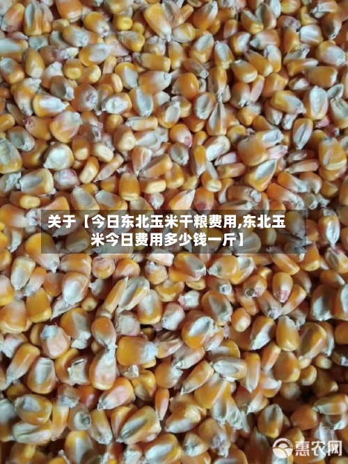 关于【今日东北玉米干粮费用,东北玉米今日费用多少钱一斤】-第2张图片