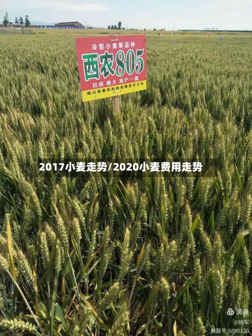 2017小麦走势/2020小麦费用走势