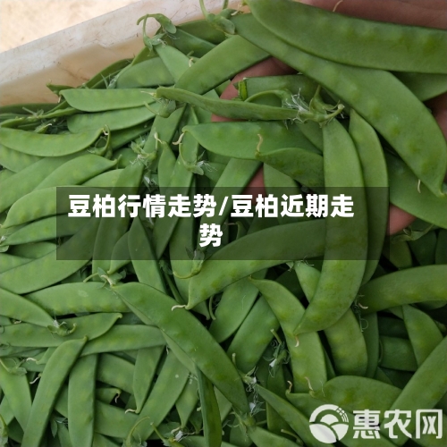 豆柏行情走势/豆柏近期走势-第2张图片