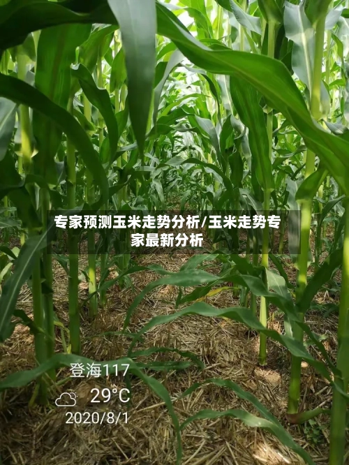 专家预测玉米走势分析/玉米走势专家最新分析-第2张图片